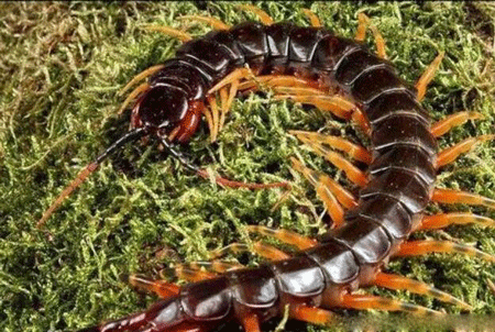 世界上最大的蜈蚣排名,最长可达62厘米