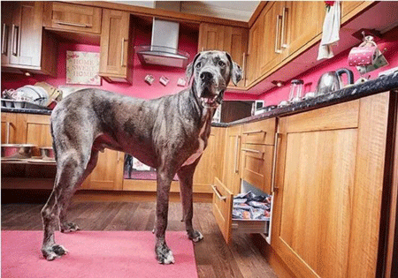 世界上最高的狗,站起来高达两米