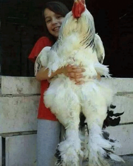 世界上最大的网红鸡,婆罗门鸡又叫梵天鸡