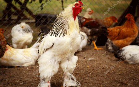 世界上最大的网红鸡,婆罗门鸡又叫梵天鸡