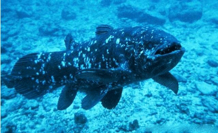 世界上最古老的腔棘鱼,如今已经濒临灭绝