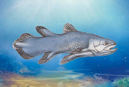 世界上最古老的腔棘鱼,如今已经濒临灭绝