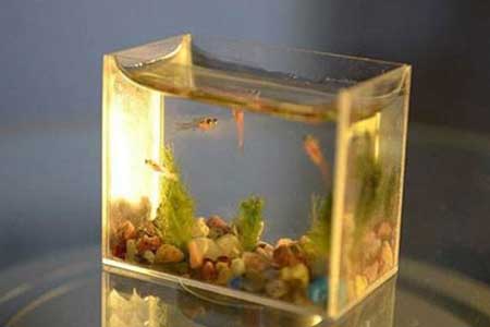 世界上最小的水族馆,可以说是麻雀虽小五脏俱全