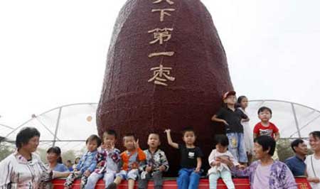 世界上最大的枣子,高度达到了4.6米