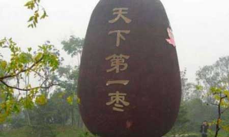 世界上最大的枣子,高度达到了4.6米
