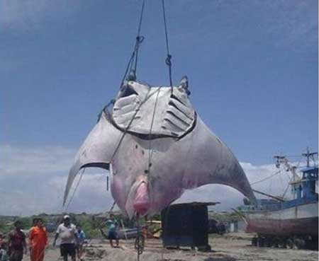 世界上最大的淡水鱼,重达726斤长达4.3米