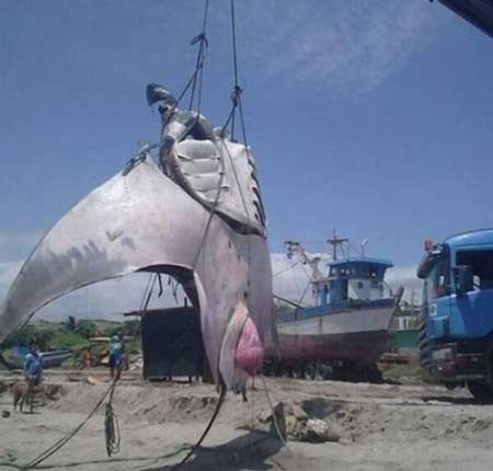 世界上最大的淡水鱼,重达726斤长达4.3米