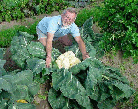 世界上最大的花菜,重量高达54斤超级大花菜
