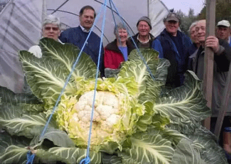 世界上最大的花菜,重量高达54斤超级大花菜