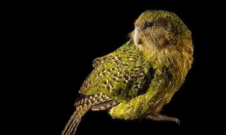 世界上唯一一种不会飞的鹦鹉,世界上仅剩126只