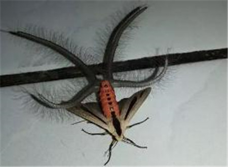 世界上最恐怖的飞蛾,来自地狱的生物