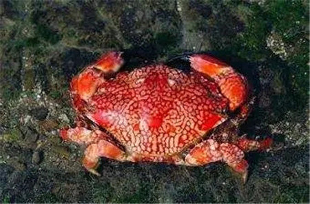 世界上最毒的螃蟹,一只的毒素便能毒死45000只小老鼠