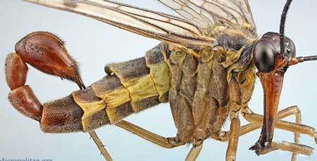 世界上最恐怖的十种昆虫,看完让人感到十分恶心