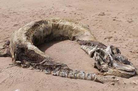 菲律宾海滩惊现神秘大型生物尸体,体型之大堪比一架战斗机
