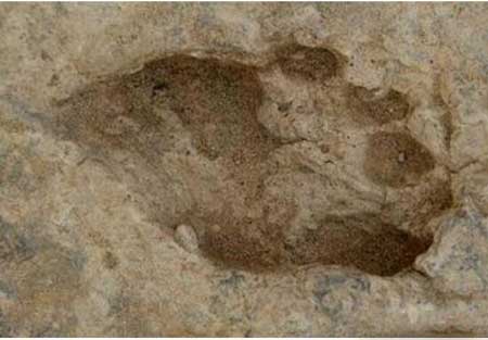 肯尼亚惊现150万年前脚印,这些事人类的脚印吗?