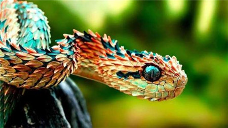 世界上最美丽的蛇,身披彩鳞的铠甲勇士