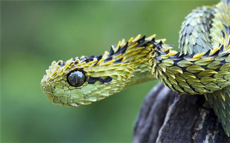 世界上最美丽的蛇,身披彩鳞的铠甲勇士