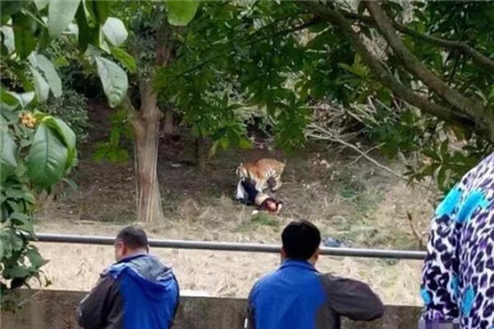 宁波动物园老虎咬人事件,为了逃票翻墙进入老虎园