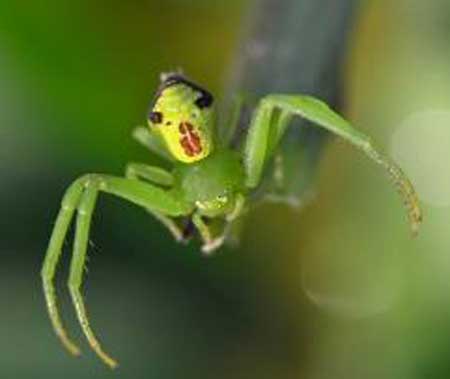 世界上最吓人的蜘蛛,长着人脸的蜘蛛