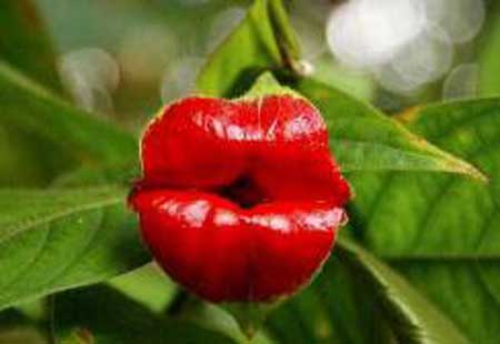 世界上最性感的花,烈焰红唇妩媚动人