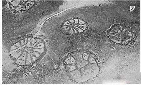 秘鲁纳斯卡线上石轮图案之谜,两千多年前的神秘图案
