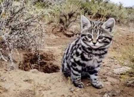 体型最小的猫科动物,能够捕杀比自己大四倍的猎物。