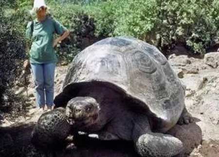 世界上最大的龟,长达6米重达800斤