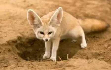 世界上耳朵最大的狐狸,长着一双像蝙蝠翅膀一样的耳朵