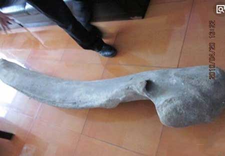 月坨岛巨型骨头之谜,疑似史前恐龙的头骨
