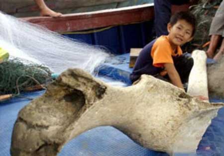 月坨岛巨型骨头之谜,疑似史前恐龙的头骨