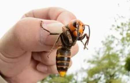 世界上最恐怖的大黄蜂,能够轻松杀死成年人