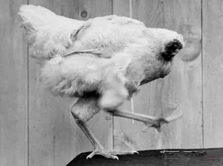 美国无头公鸡之谜,为什么斩头的公鸡还能活下来?