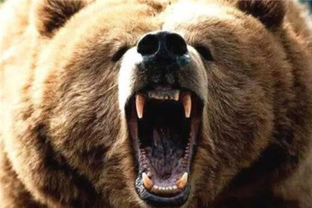 史上最惨动物吃人事件,三米巨熊咬死七人