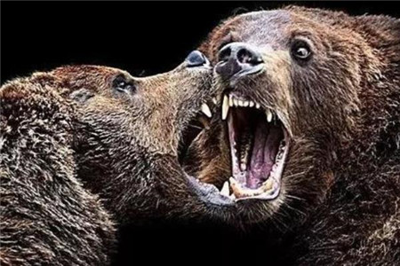 史上最惨动物吃人事件,三米巨熊咬死七人