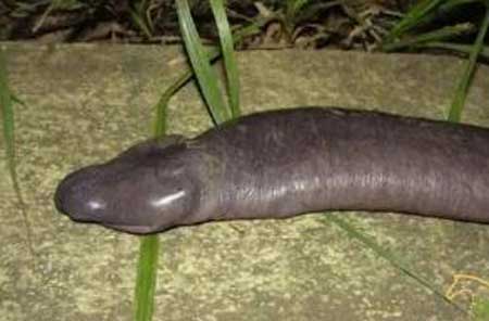 世界上长相最奇特的蛇,长相酷似男性的生殖器