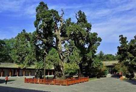 中国现存最古老的树,树龄已有五千多年