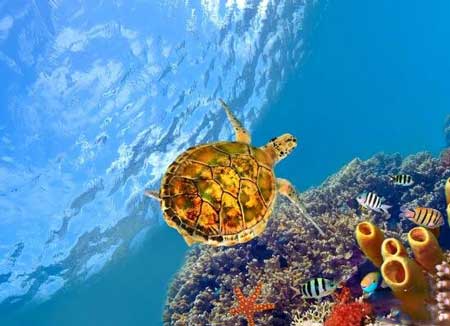 海龟自埋之谜,海龟为什么会把自己埋到深海淤泥中?