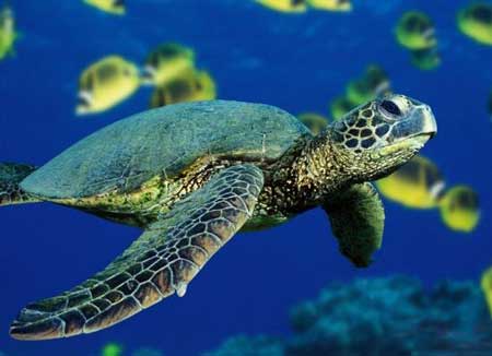 海龟自埋之谜,海龟为什么会把自己埋到深海淤泥中?