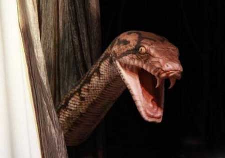 希腊毒蛇朝圣之谜,希腊毒蛇朝圣是真的吗?