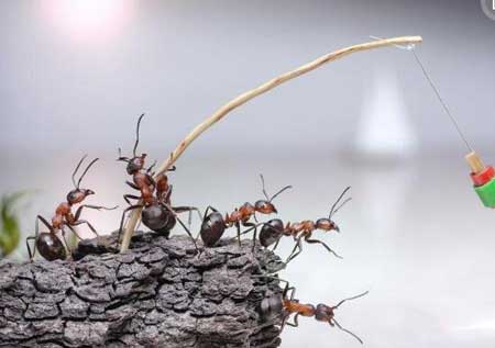 蚂蚁王国中的公路之谜,蚂蚁也会建造公路?