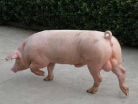 世界上最贵的猪是哪一种?世界上最贵的猪排名