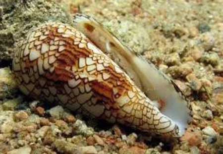 世界上毒性最强的螺,它的毒液可以轻松毒死10个青年