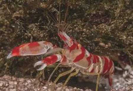 世界上最凶猛的虾,能够产生冲击波攻击猎物