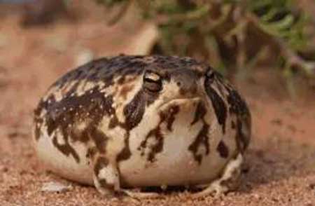 世界上最萌的青蛙,外形十分可爱的沙漠雨蛙