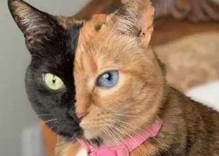 世界上最罕见的猫,一张脸被分成了两块