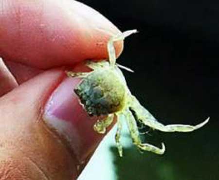 世界上最小的螃蟹,其体型比1毛钱硬币还要小