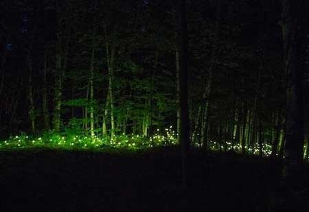乌克兰发光森林是怎么回事?为什么森林会发光呢?