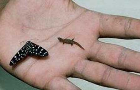 世界上最小的壁虎,体长仅为1.6厘米