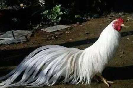 世界上羽毛最长的鸡,最长的羽毛达到了12米