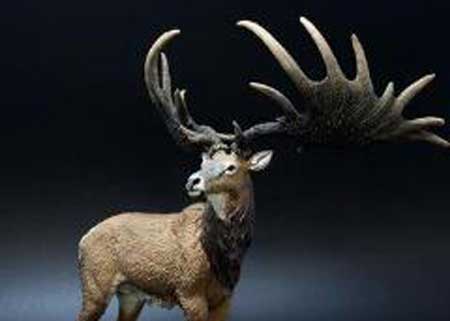 世界上最大的鹿,在7700年前就灭绝了